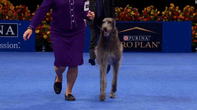 Meet the oldest dog to ever win Westminster Dog Show: Claire, a Scottish Deerhound