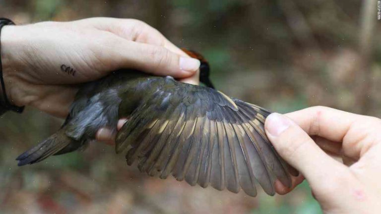 Colder climates? Researchers warn global warming threatens life of migratory birds