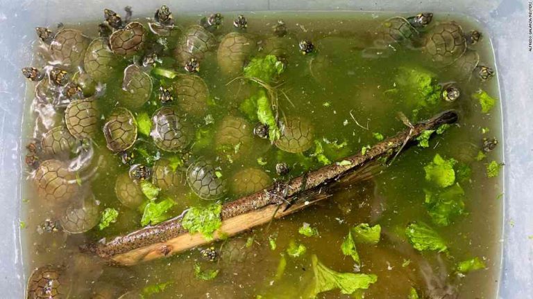 Peru: Thousands of tiny river turtles freed in Amazon