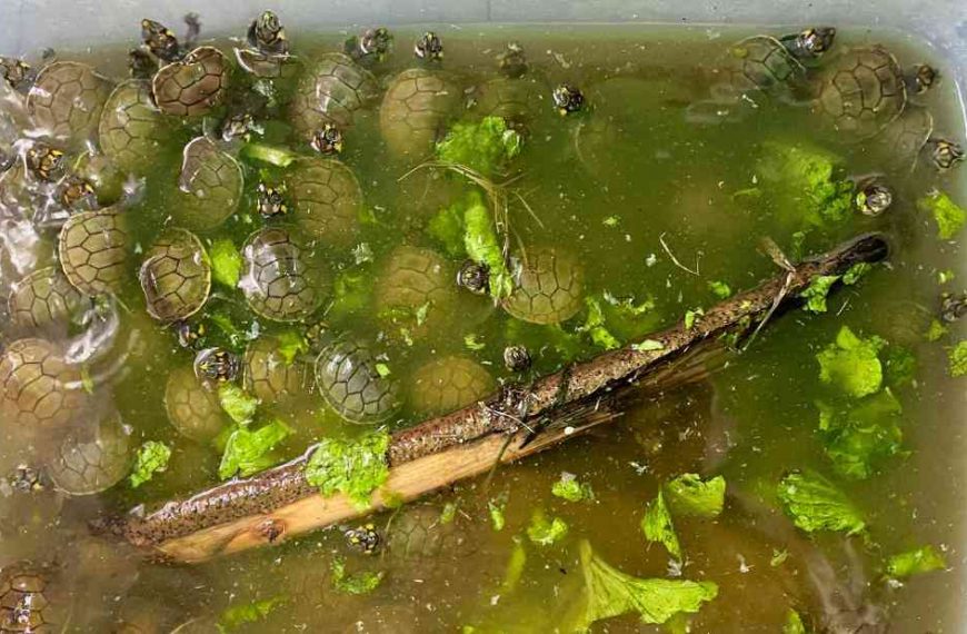 Peru: Thousands of tiny river turtles freed in Amazon